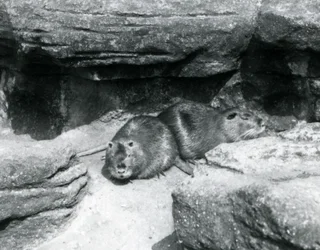 Två Coypu vilar bland stenar i deras inhägnad vid London Zoo, april 1925