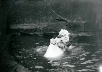 Två isbjörnar, inklusive en ung, kramas och leker i en pool på London Zoo, juni 1922