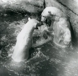Två isbjörnar leker i sin pool. London Zoo 1926