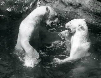 Två isbjörnar leker i sin pool på London Zoo 1926