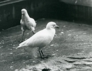 Två snöiga sheathbills som står och går på marken på London Zoo, augusti 1927