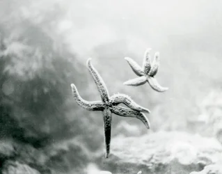 Två sjöstjärnor, på akvarieglaset, som visar sina undersidor på London Zoo i mars 1925