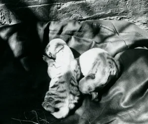 Två randiga Hyaena-ungar på London Zoo, ca 1914
