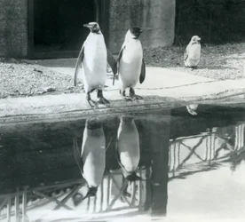 Två vuxna kungpingviner som står vid sin pool med sina reflektioner i vattnet, London Zoo
