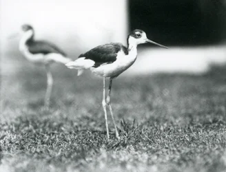 Två svartnackade styltlöpare stående på gräs, London Zoo, juli 1925
