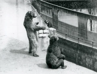 Två brunbjörnar, en stående på bakbenen och en sittande, tittar ner från Mappin Terraces, London Zoo, juli 1925