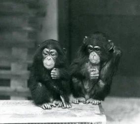 Två unga schimpanser sitter på en trälåda, London Zoo, 1924