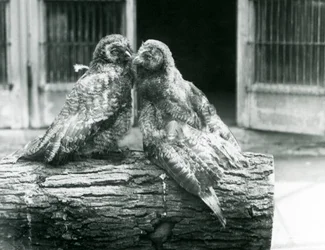 Två unga gråugglor, även känd som lappugglan, vända mot varandra sittande på en stock, London Zoo, augusti 1926 (s/v foto)