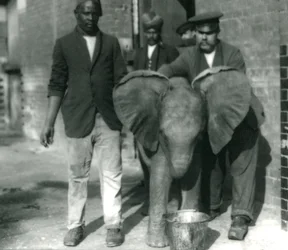 Unga afrikanska elefanten Kiberenge, som dricker ur en hink, med tränarna Darish och Syed Ali, och Keeper H. Robertson 1923