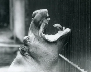 Ung flodhäst Bobbie på London Zoo, 1927