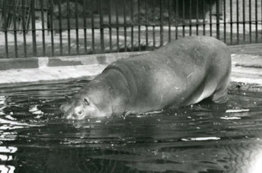 Den unga flodhästen Bobbie går in i sin pool på London Zoo i augusti 1927