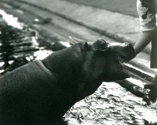 Ung flodhäst "Bobbie" med en djurhållare på London Zoo, september 1920