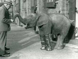 Ung pygmé afrikansk elefant Oojah med skenor monterade, som en del av hennes behandling för rakitis, London Zoo, 1926