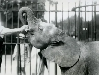 Ung kvinnlig afrikansk pygméelefant Oojah får en godbit, London Zoo, juli 1925
