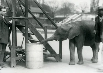 Ung kvinnlig afrikansk pygméelefant Oojah undersöker en tunna med sin snabel, medan hennes målvakt och tränare tittar på, London Zoo, juli 1925