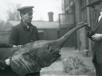 Ung kvinnlig afrikansk pygméelefant Oojah höjer sin snabel för en godbit på London Zoo, juni 1925