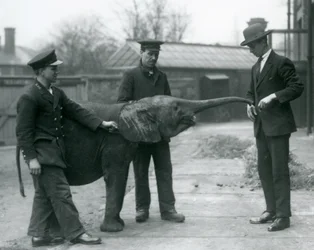 Ung kvinnlig afrikansk pygméelefant Oojah höjer sin snabel för en godbit på London Zoo, juni 1925