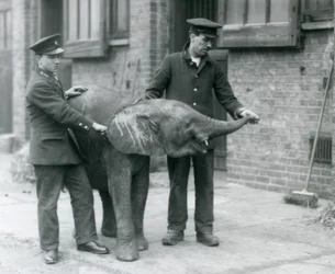 Ung kvinnlig afrikansk pygméelefant Oojah höjer sin snabel för en godbit av sina djurhållare på London Zoo, april 1925