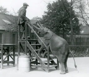 Ung kvinnlig afrikansk pygméelefant Oojah med framfötterna på ombordstigningstrappan, sträcker sig efter sin tränare, som är på det översta steget, med sin snabel, London Zoo, juni 1925
