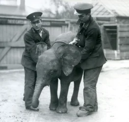 Ung kvinnlig afrikansk pygméelefant Oojah med två djurhållare på London Zoo i april 1925