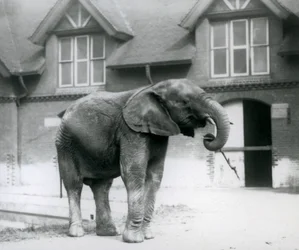 Ung manlig afrikansk elefant Kiberenge som står framför Elephant House, London Zoo, juni 1927