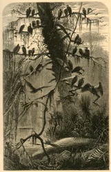 "Väntar på nedbrytning", 1872.