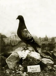 Djur under första världskriget 1914-1918: Den berömda Vaillant Vaillant-duvan
