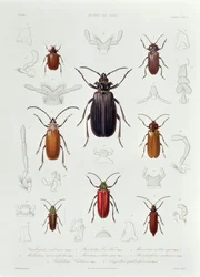 En samling av Coleoptera hittad i Chile, illustration från 