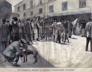 En kamel läker på veterinärskolan i Maison Alfort (Maison-Alfort). Illustration av 1899 i ""La petite Gironde"".