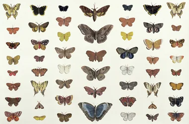 Ett collage av fjärilar och nattfjärilar inklusive Camberwell Beauty, British Swallowtail, Scarce Swallowtail, Peacock and the Small Tortoiseshell, c.1830 (tryck av 104967)