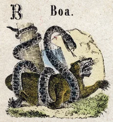 Abecedary. Bokstaven B som Boa. Litet encyklopediskt alfabet, populär serie. Epinal avbildning, sent 1800-tal