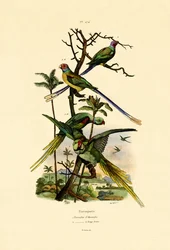 Alexandrine Parakit, 1833-39