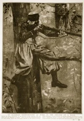 En algerisk skarpskytt på jobbet i skydd av en skog, 1914-19