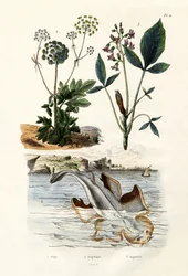 Angelshark, 1833-39