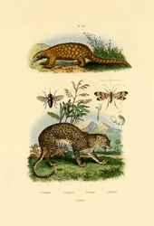 Myrslok, 1833-39