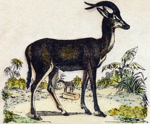 Antilop. Gravyr i "" Alphabet des animaux sauvages"". 9:e serien. Bildspråk av Epinal, Pellerin, tryckare-förlag, ca 1870. Gravyrer på trä, stencilerade. 16 sidor. Mått: 20 x 15 cm. Privat samling