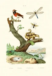 Myror, 1833-39