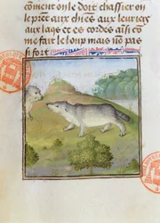 Grävlingar, från Jaktens bok av Gaston Phebus de Foix (1331-91)