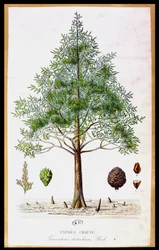 Skallig cypress