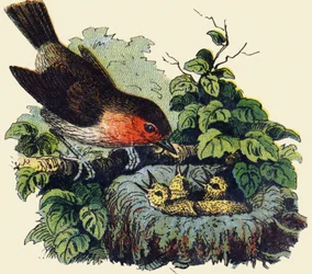 Fågel och ungar i ett bo. Gravyr i "ABC obeställbar på lackerad duk". A. Capendu, redaktör, Paris, sent 1800-tal. Barnbokhandel illustrerad. 8 sidor. Mått: 21,5x18cm.