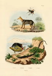 Schabraksjakal, 1833-39