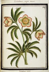 Svart julros, ca 1700