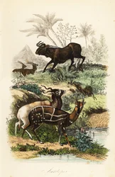 Svart gnu, Connochaetes gnou, akut hotad addax eller skruvhornsantilop, Addax nasomaculatus, och selebuskbock eller kewel, Tragelaphus scriptus