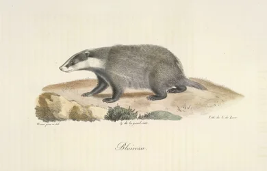 Badger, Badger, från Natural History of Mammals (färg litho)