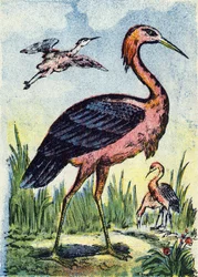Blå häger: fågelörn som livnär sig på maskar och reptiler. Lever i USA och Karibien. Gravyr i "Alphabet des oiseaux". Bild från Pont-a-Mousson, Marcel och/eller Louis Vagne, tryckare och förläggare, slutet av 1800-talet. 16 sidor. Dim: 20,5 x 14 c