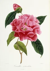 Camellia reticulata, 1839-1943