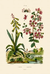 Cape Cowslip, 1833-39