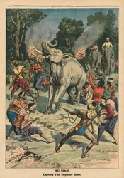 Att fånga en vit elefant i Siam, illustration från "Le Petit Journal", bilaga illustre, 10 september 1911 (färg litho)