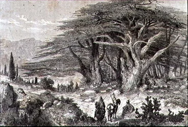 Cederträd i Libanon