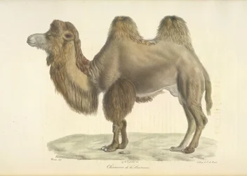 Bactrian Camel, Bactrian Camel, från Natural History of Mammals (färg litho)